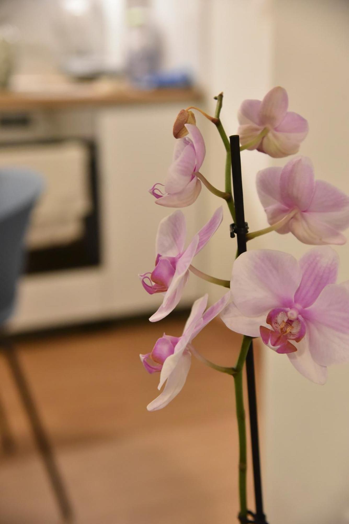 Ηλιόλουστο Apartment Athens Ngoại thất bức ảnh